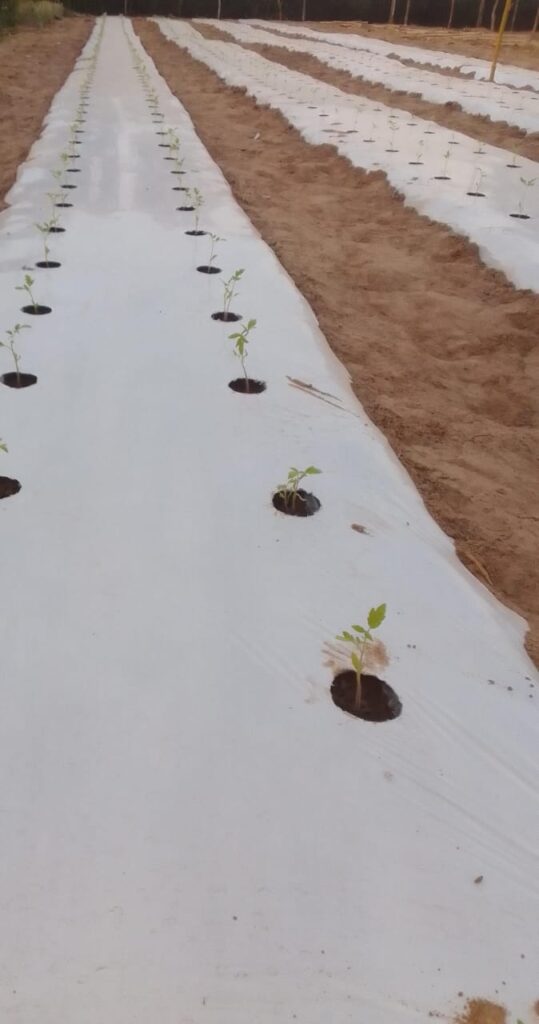 Lucia Fleitas
Trasplante 11 de Enero
1.000 plantas
Cte San Isidro